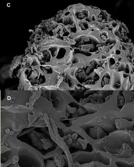 fungi and bacteria on biochar